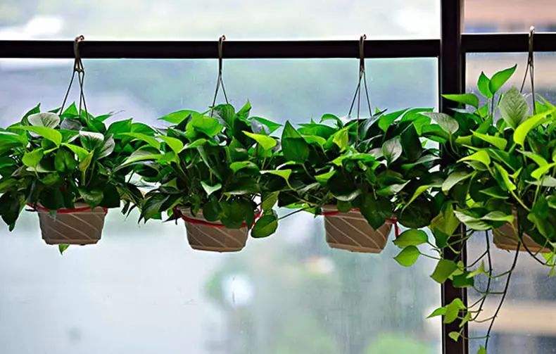 適合擺在家里的綠植有哪些？來看看你放對(duì)了嗎？